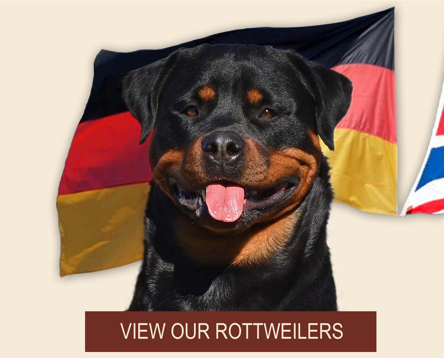 View our Rottweilers